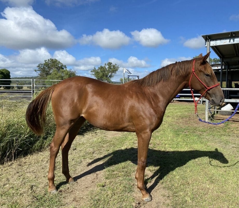 Sebring Sun X Penfold