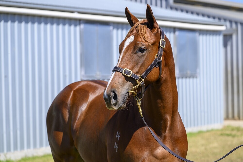 Sooboog  X Racing Page
